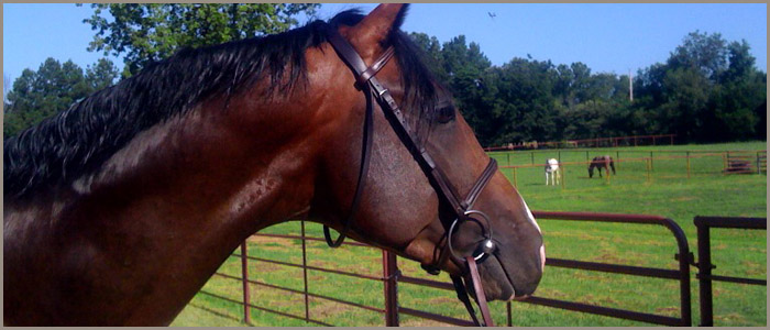 Southern Blues Equestrian Center